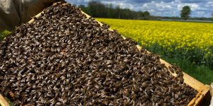 Rämchen mit Bienen im Rapsfeld